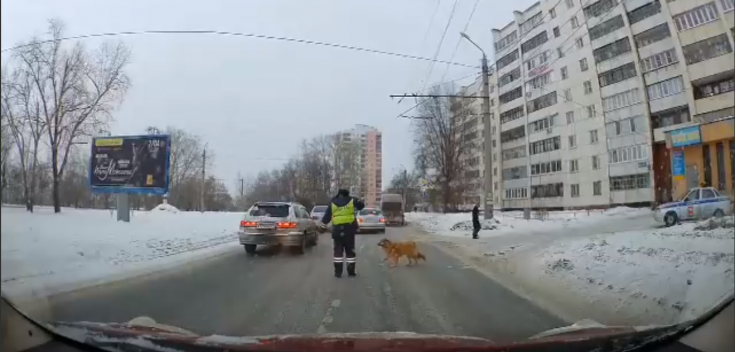 В Челябинске сотрудник ДПС помог хромой собаке перейти через дорогу