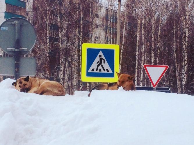 Дорожный патруль