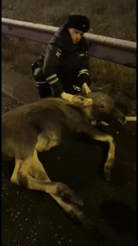 В Татарстане автоинспекторы освободили лося, застрявшего в дорожном ограждении