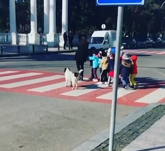 Бездомная собака знает ПДД и помогает детям переходить дорогу
