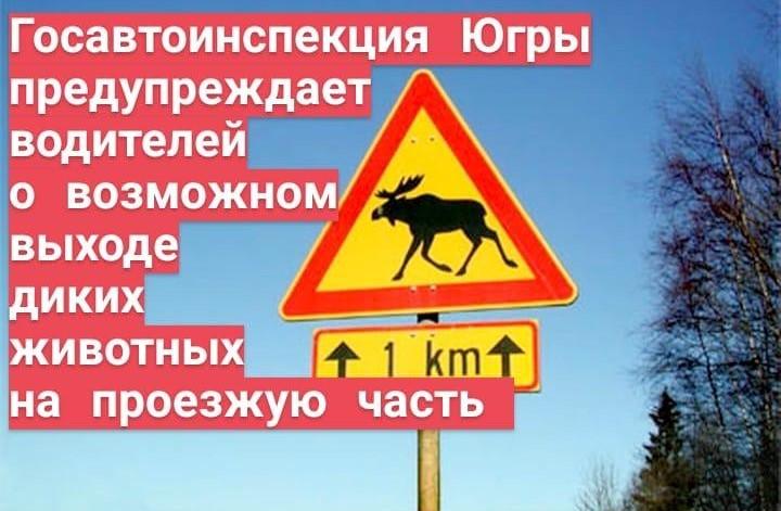 Госавтоинспекция Югры предупреждает водителей о возможном выходе диких животных на проезжую часть
