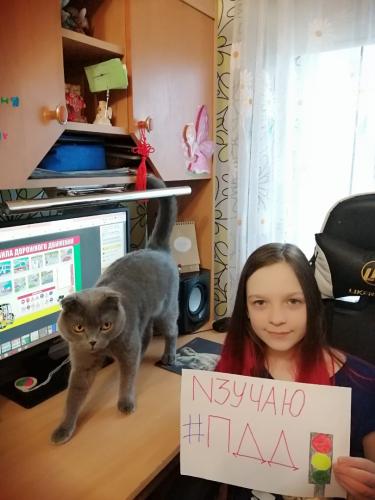 Школьники Печенгского района поддержали интернет акцию «#сидим дома Изучаем ПДД»