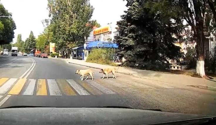 В Севастополе собаки могут научить дорожным правилам людей и котов